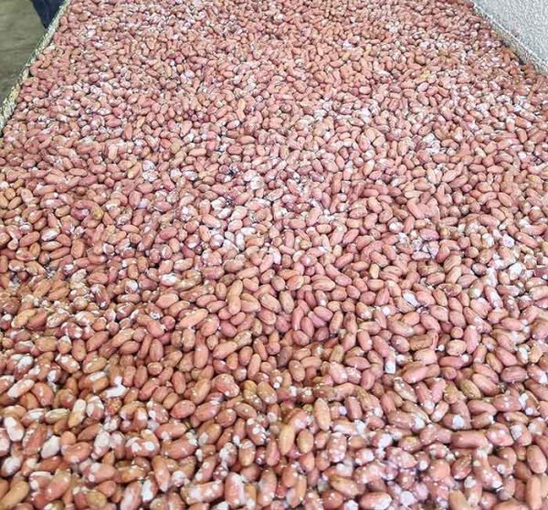 بادام زمینی نمکی قیمت مناسب